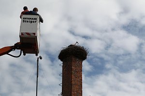 Jungstörche werden beringt