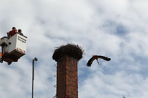 Jungstörche werden beringt