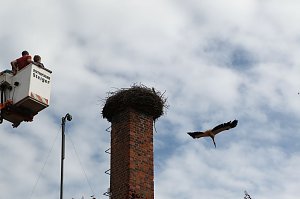 Jungstörche werden beringt