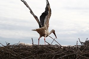 Jungstörche werden beringt