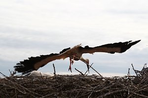Jungstörche werden beringt