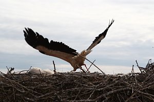 Jungstörche werden beringt