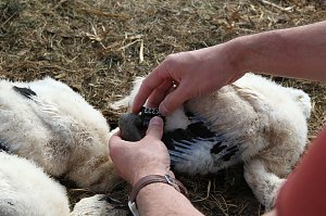 Jungstörche werden beringt