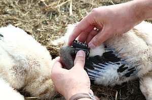 Jungstörche werden beringt
