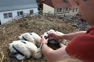Jungstörche werden durch Dr. Gödecke beringt