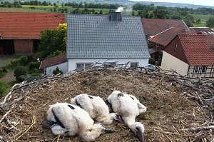 Jungstörche werden beringt