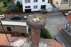 Jungstörche werden beringt