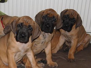 H&ouml;hepunkt f&uuml;r Hundefreunde