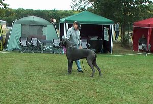 Doggen &uuml;berall