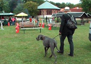 Doggen &uuml;berall