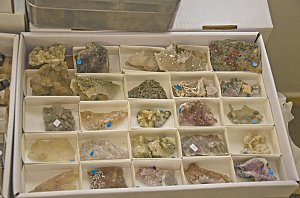 Fossilien