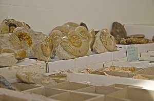 Fossilien