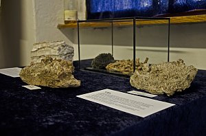 Fossilien