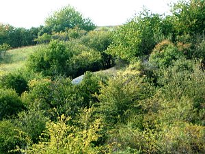 Kupferschieferbergbau Bottendorf