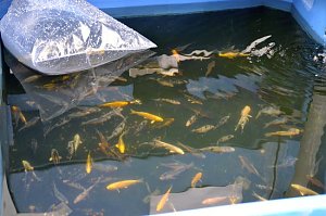 Fischerfest