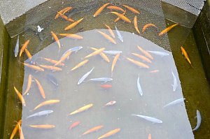 Fischerfest