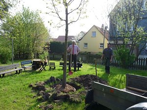 Baum gepflanzt und mehr