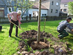Baum gepflanzt und mehr