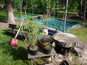 Baum gepflanzt und mehr