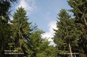 Waldschadenserhebung 