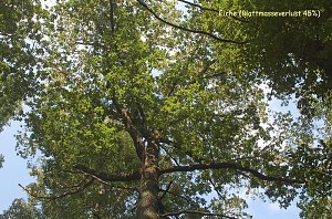 Waldschadenserhebung 