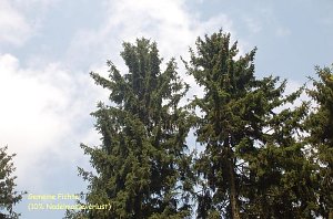 Waldschadenserhebung 