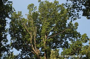 Waldschadenserhebung 