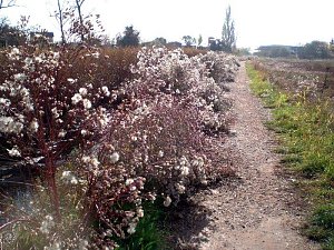 Natur in Artern