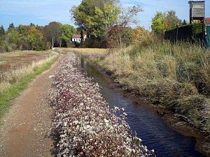 Natur in Artern
