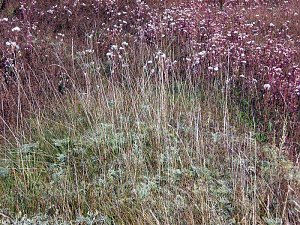Natur in Artern
