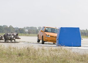 Wildunf&auml;lle reduzieren