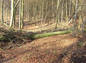 Steinberg-Rundweg meiden