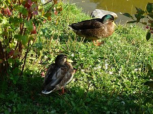 Der Parkteich Sondershausen