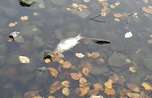 Fischsterben geht weiter!