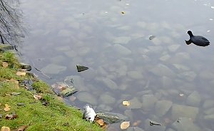 Fischsterben geht weiter!