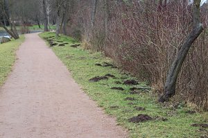 Maulwurfsinvasion im Schlosspark Sondershausen?