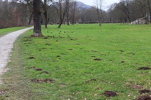 Maulwurfsinvasion im Schlosspark Sondershausen?