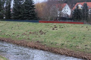 Maulwurfsinvasion im Schlosspark Sondershausen?