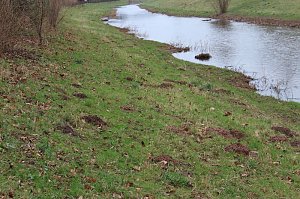Maulwurfsinvasion im Schlosspark Sondershausen?