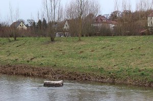 Maulwurfsinvasion im Schlosspark Sondershausen?