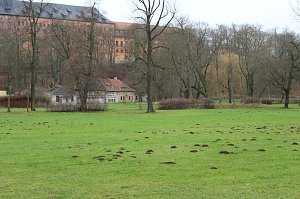 Maulwurfsinvasion im Schlosspark Sondershausen?