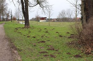 Maulwurfsinvasion im Schlosspark Sondershausen?