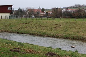 Maulwurfsinvasion im Schlosspark Sondershausen?