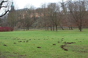 Maulwurfsinvasion im Schlosspark Sondershausen?