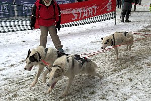 Schlittenhunderennen in Benneckenstein