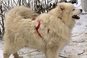 Schlittenhunderennen in Benneckenstein