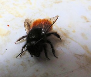 Besuch eines Frühlingsboten: Steinhummel