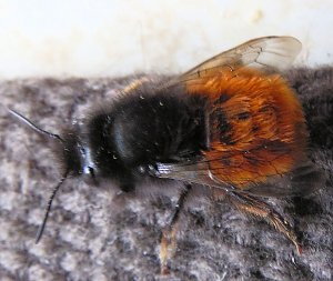 Besuch eines Frühlingsboten: Steinhummel