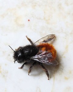 Besuch eines Frühlingsboten: Steinhummel