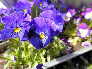 Saisoner&ouml;ffnung im Sangerh&auml;user Rosarium